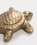 Percha Tortoise